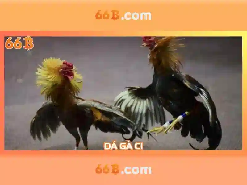 66b là gì và vai trò của nó