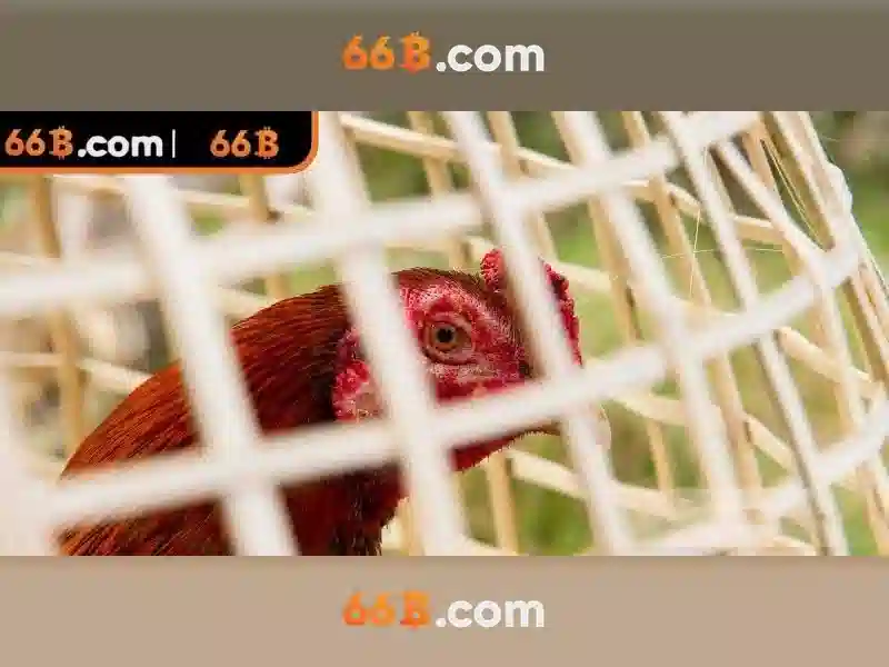 Ứng dụng và thách thức của 66B