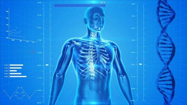 human-skeleton-163715_640 human-skeleton-163715_640